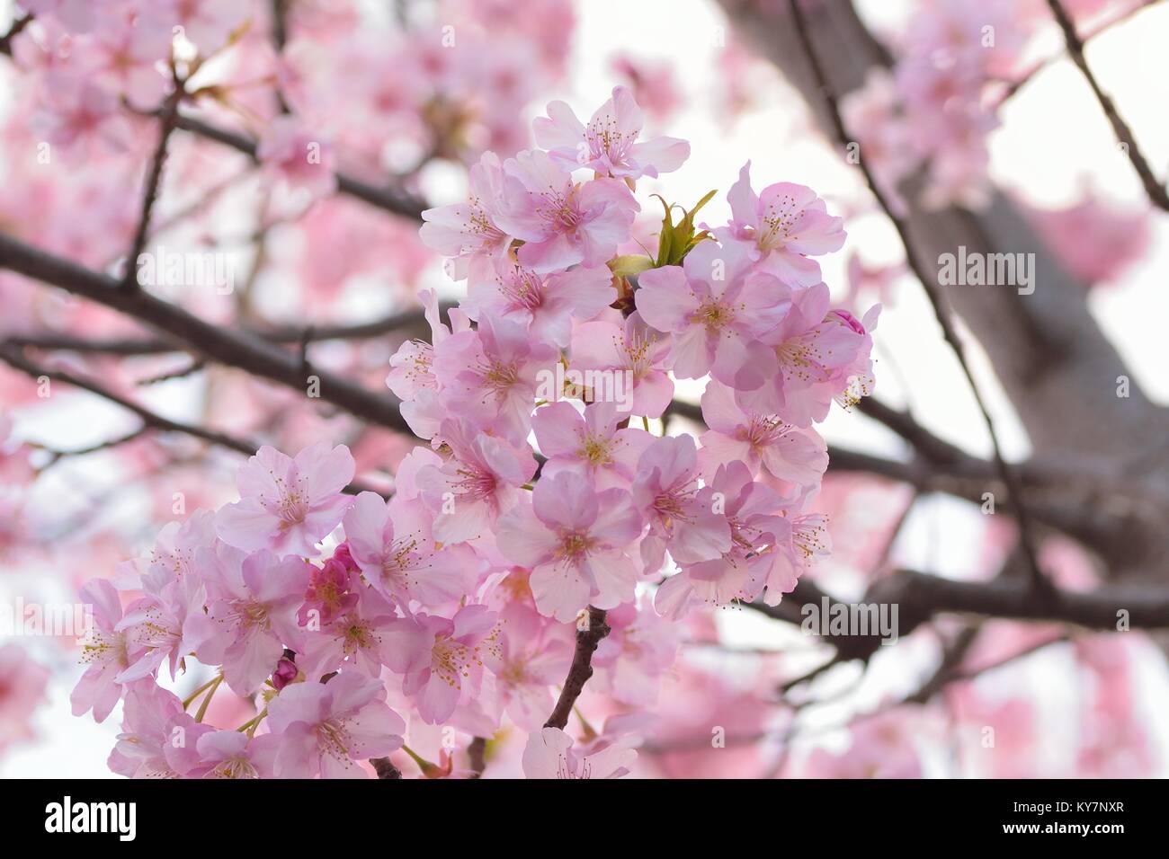 Macro details of Japanese Pink Cherry Blossoms Stock Photo - Alamy