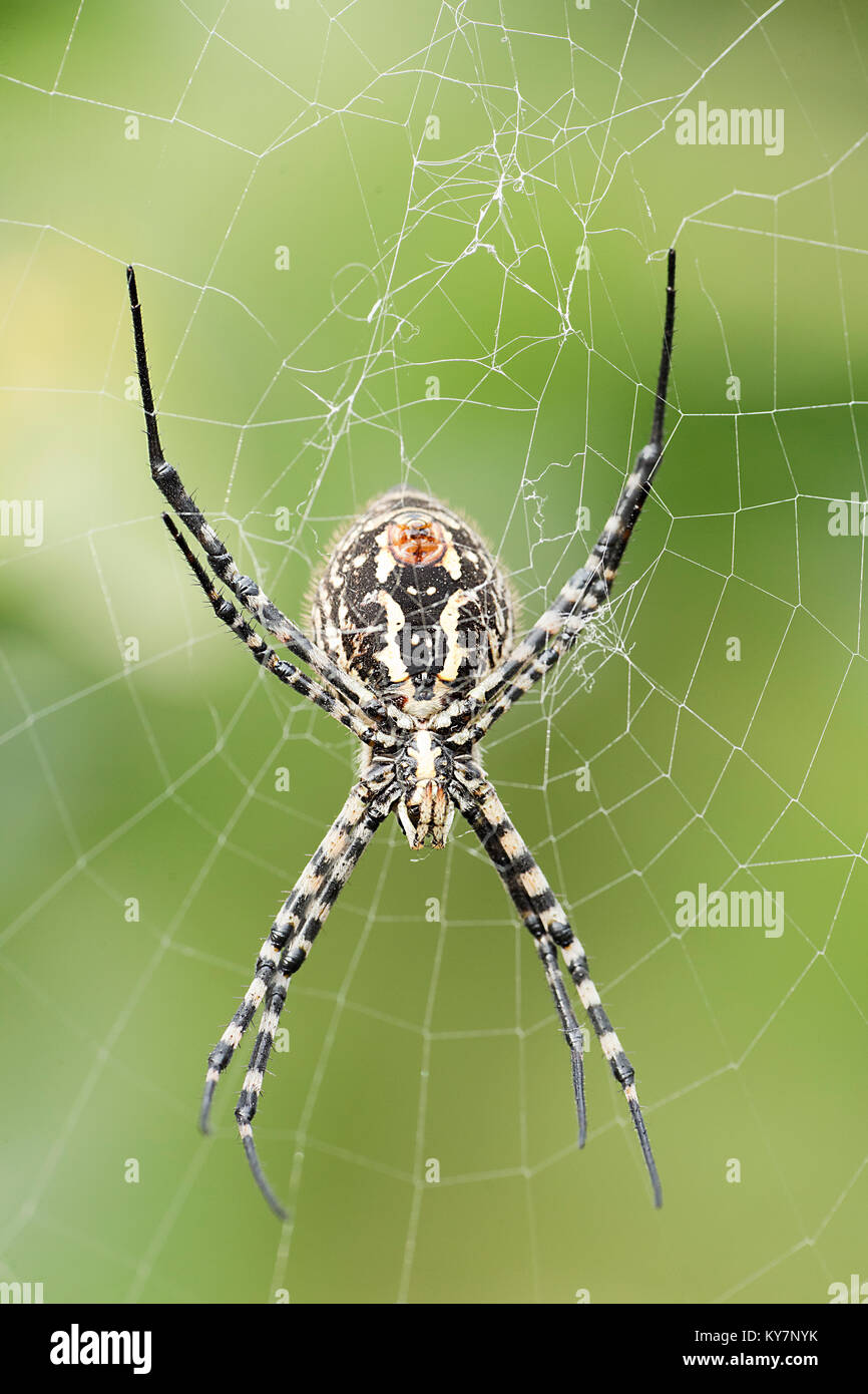 The spider species Argiope aurantia is commonly known as the yellow garden spider Stock Photo
