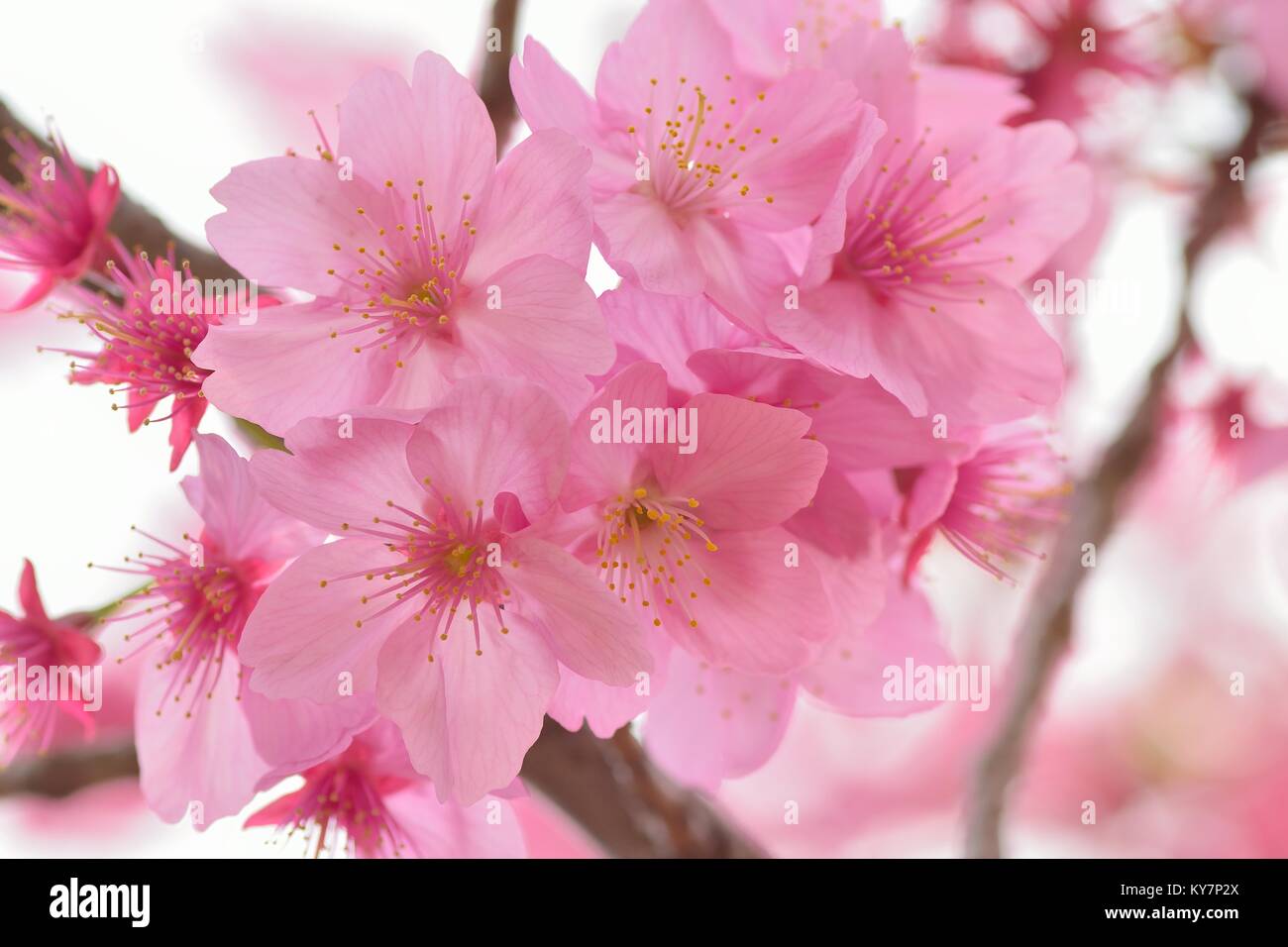 Macro details of Japanese Pink Cherry Blossoms Stock Photo