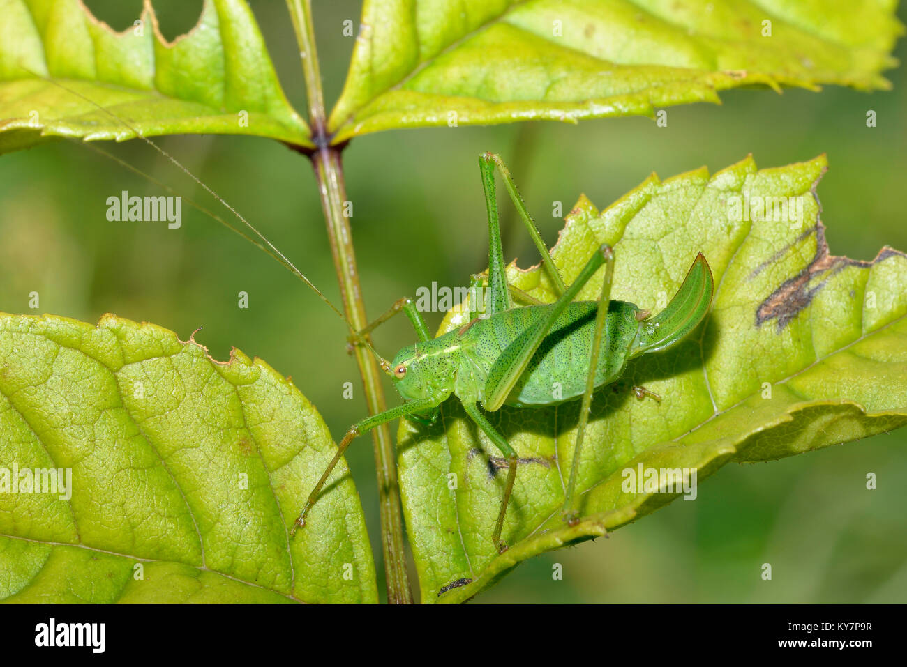 Speckled Bush-cricket - Leptophyes punctatissima  Female on leaf Stock Photo