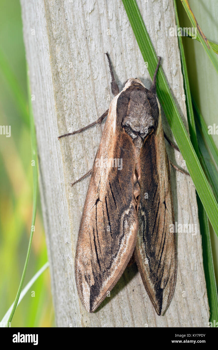 Large Moths Of Kentucky