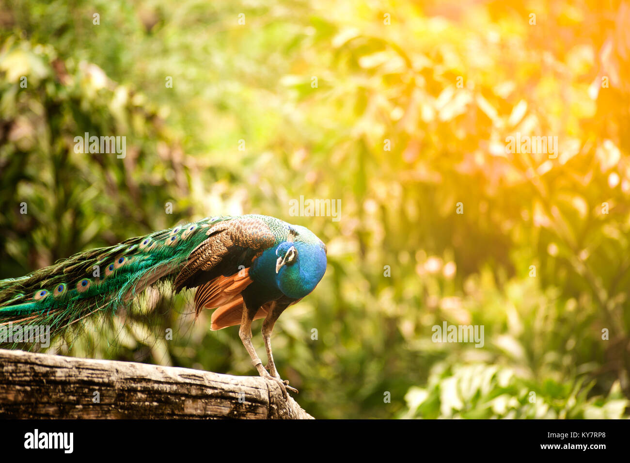 Beautiful Indian peafowl - Pavo cristatus - male (peacock) walking on the  roof. Vibrant colors. Beauty in nature. Color bird. Head with crown Stock  Photo - Alamy