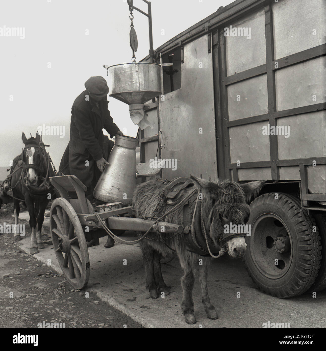 1950s, historical, man in coat and cap on the back of a donkey and cart filling up a metal milk churn with fresh milk from a dispenser hanging from a mobile unit, Ireland. Stock Photo
