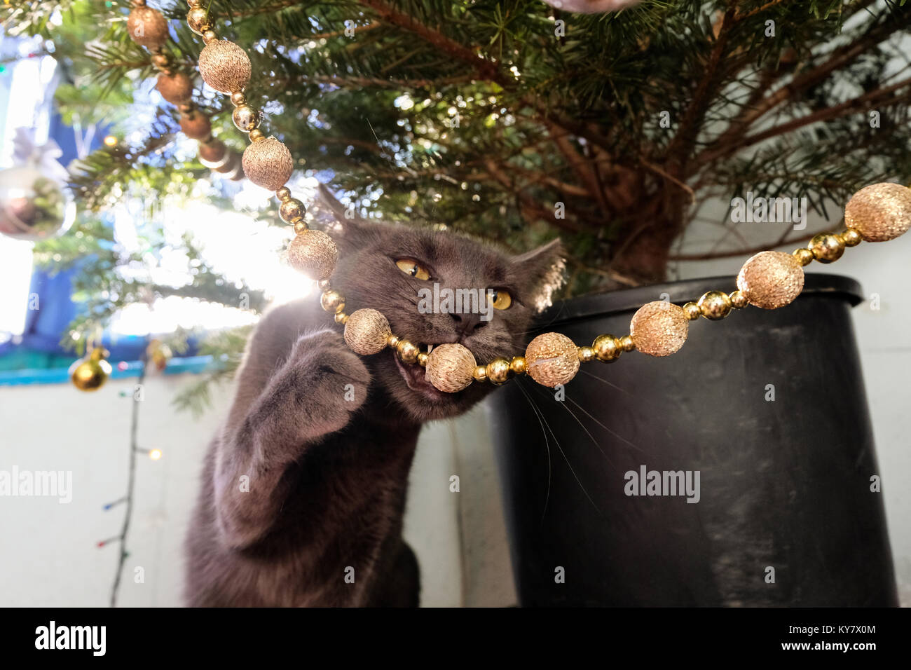 Naughty Russian Blue Cat chewing on Christmas tree decoration. Stock Photo