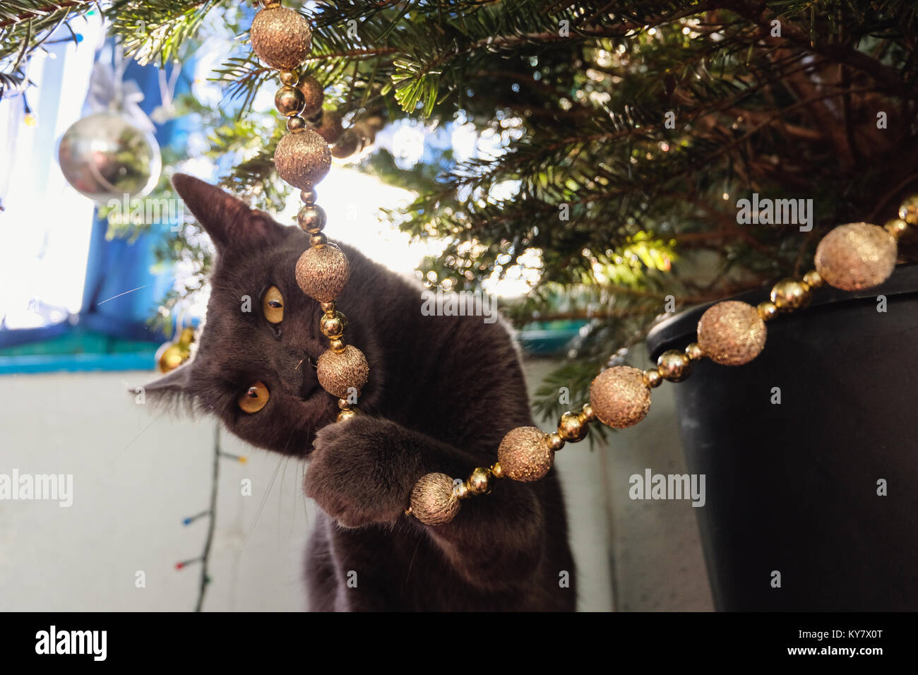 Russian Blue Cat looking defiant while chewing on Christmas tree decoration. Stock Photo