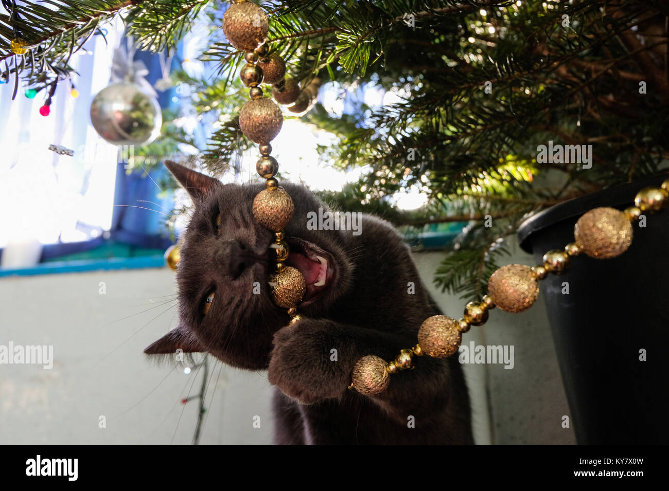 Curious Russian Blue Cat chewing on Christmas tree decoration. Stock Photo