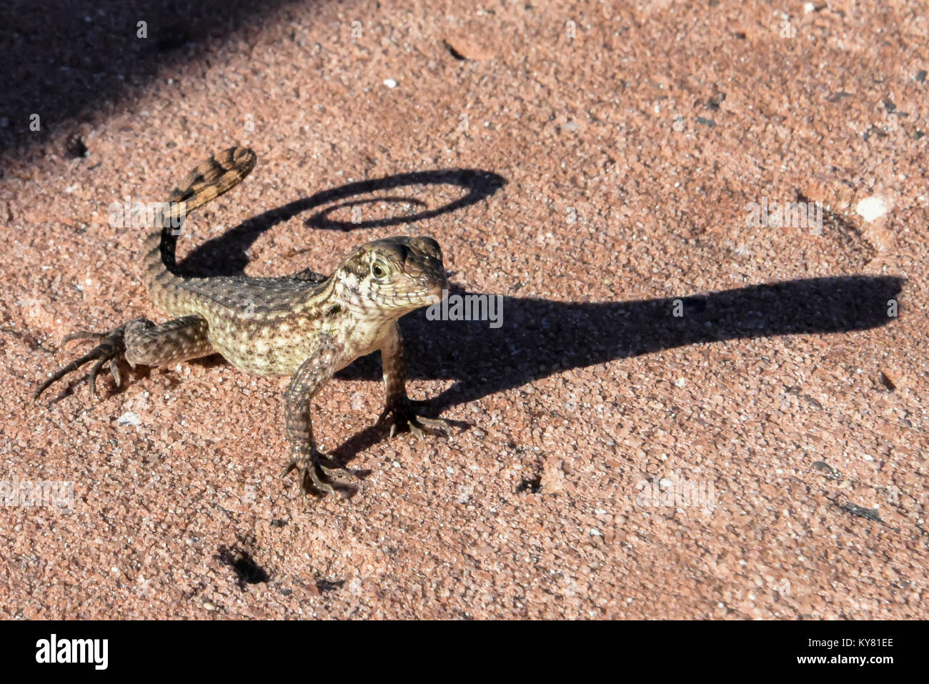 A lizard basks in the warm sun on the Caribbean / Bahamian Islands / Bahamas with a curled / curling tail - shadow on red stone - cold-blooded reptile Stock Photo