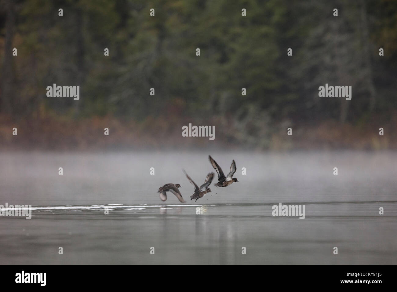 MAYNOOTH, ONTARIO, CANADA - October 29, 2017: Common Merganser ducks (Mergus Merganser) swim on a lake near Maynooth. Stock Photo