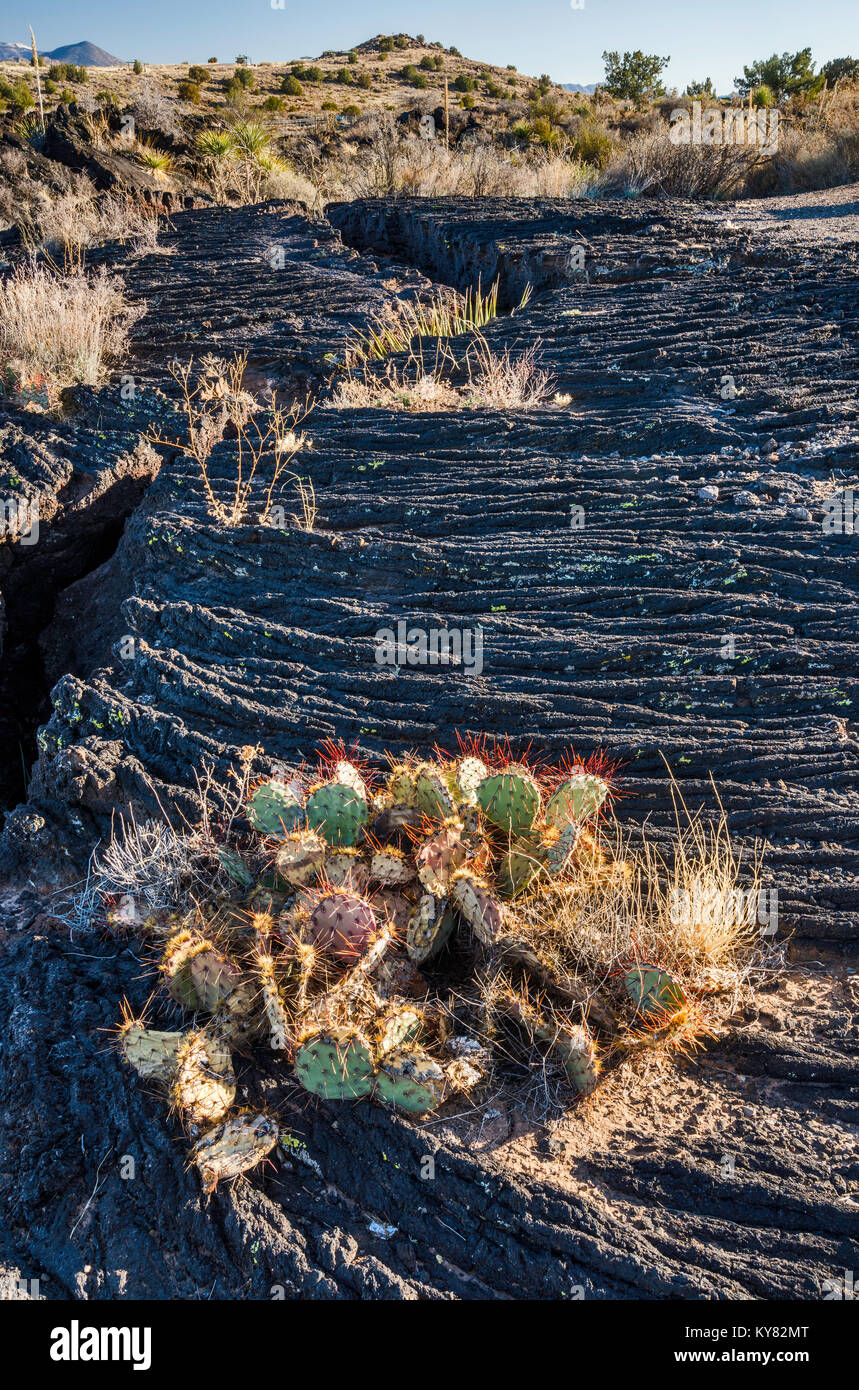 Prickly pear cactus at Pahoehoe lava field, Carrizozo Malpais lava flow