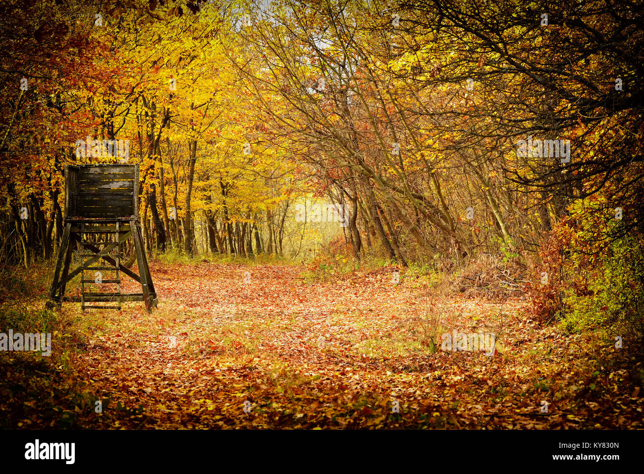 Beautiful autumn forest in November, Hungary Stock Photo