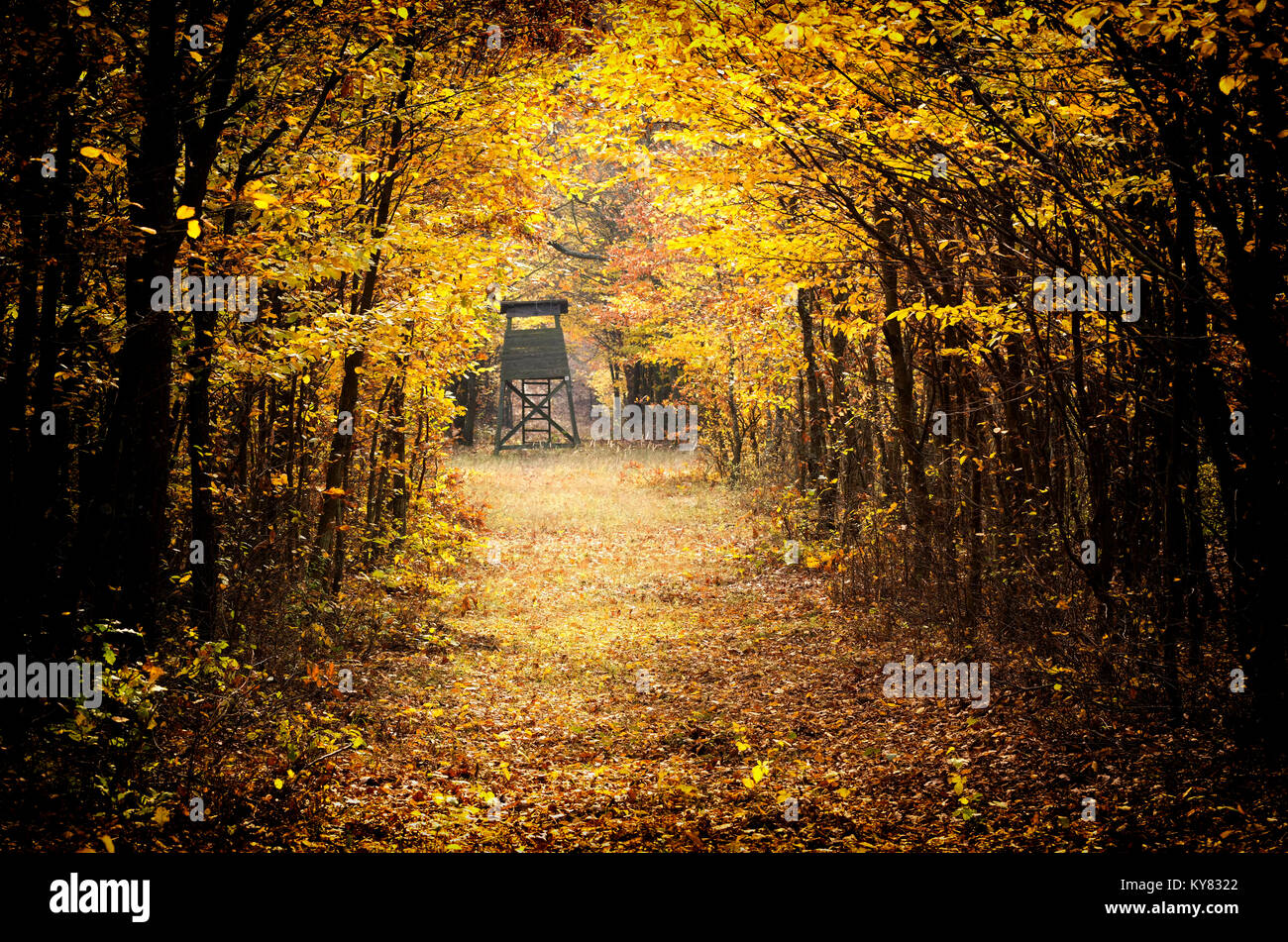 Beautiful autumn forest in November, Hungary Stock Photo