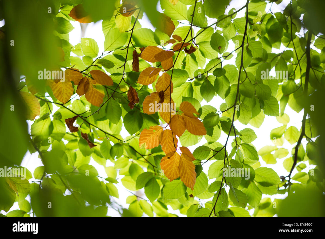 Beech tree leaves changing colour in autumn Stock Photo