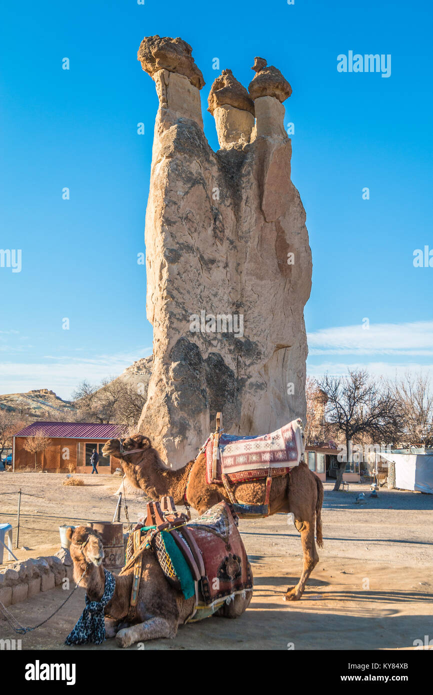 Camels in Cappadocia Turkey Stock Photo