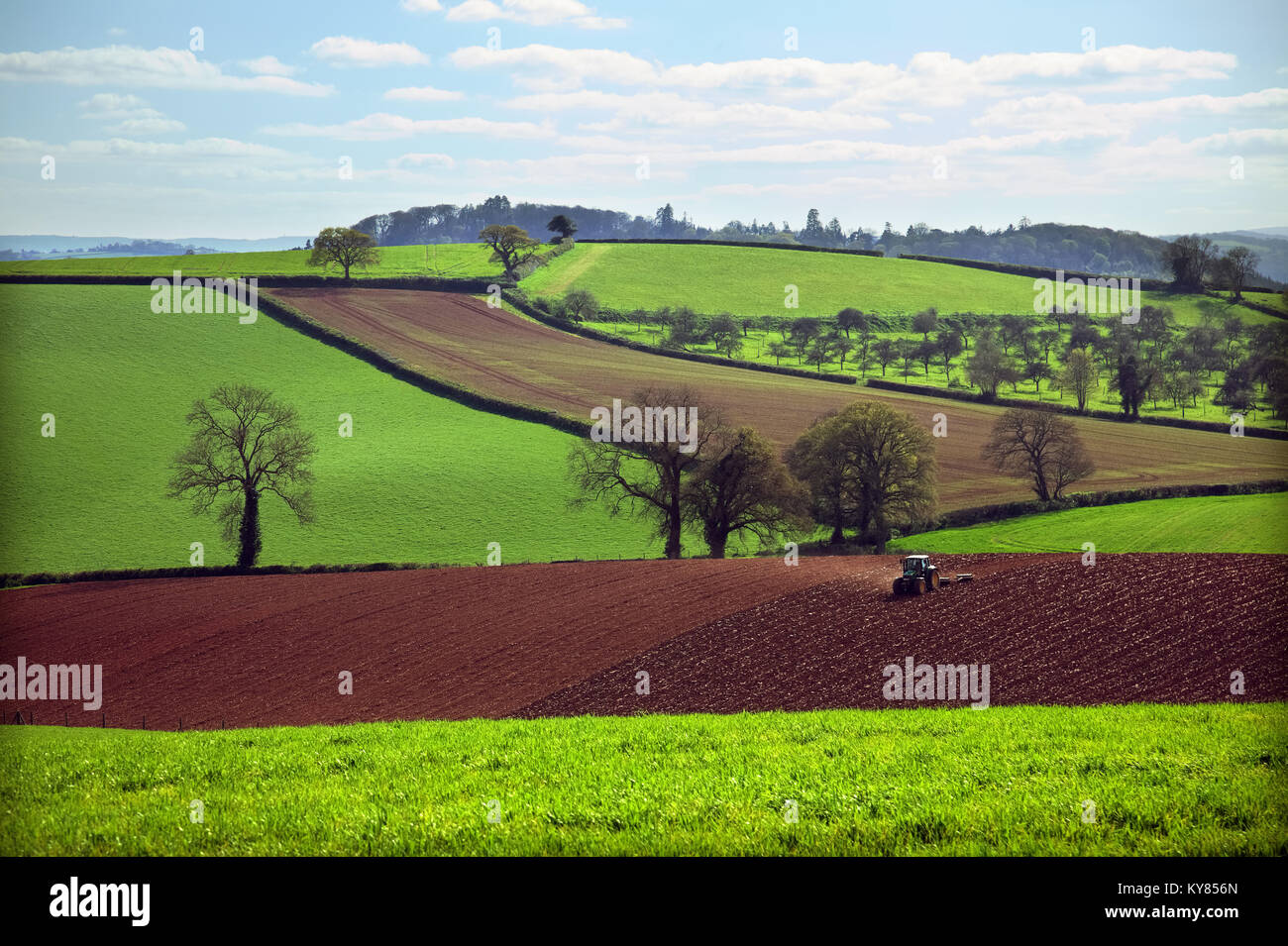 Spring cultivation - rolling - in the livid green early spring fields of East Devon near Killerton, Exeter with an old apple orchard middle distance Stock Photo