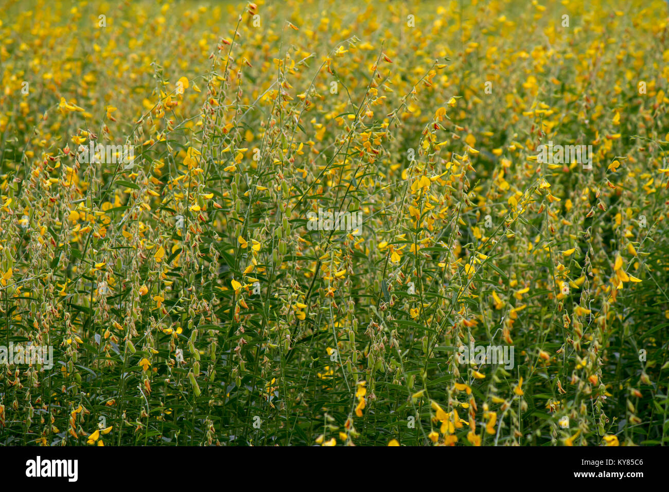 Yellow flowers,CROTALARIA JUNCEA,  SunHemp field in a sunshine day Stock Photo