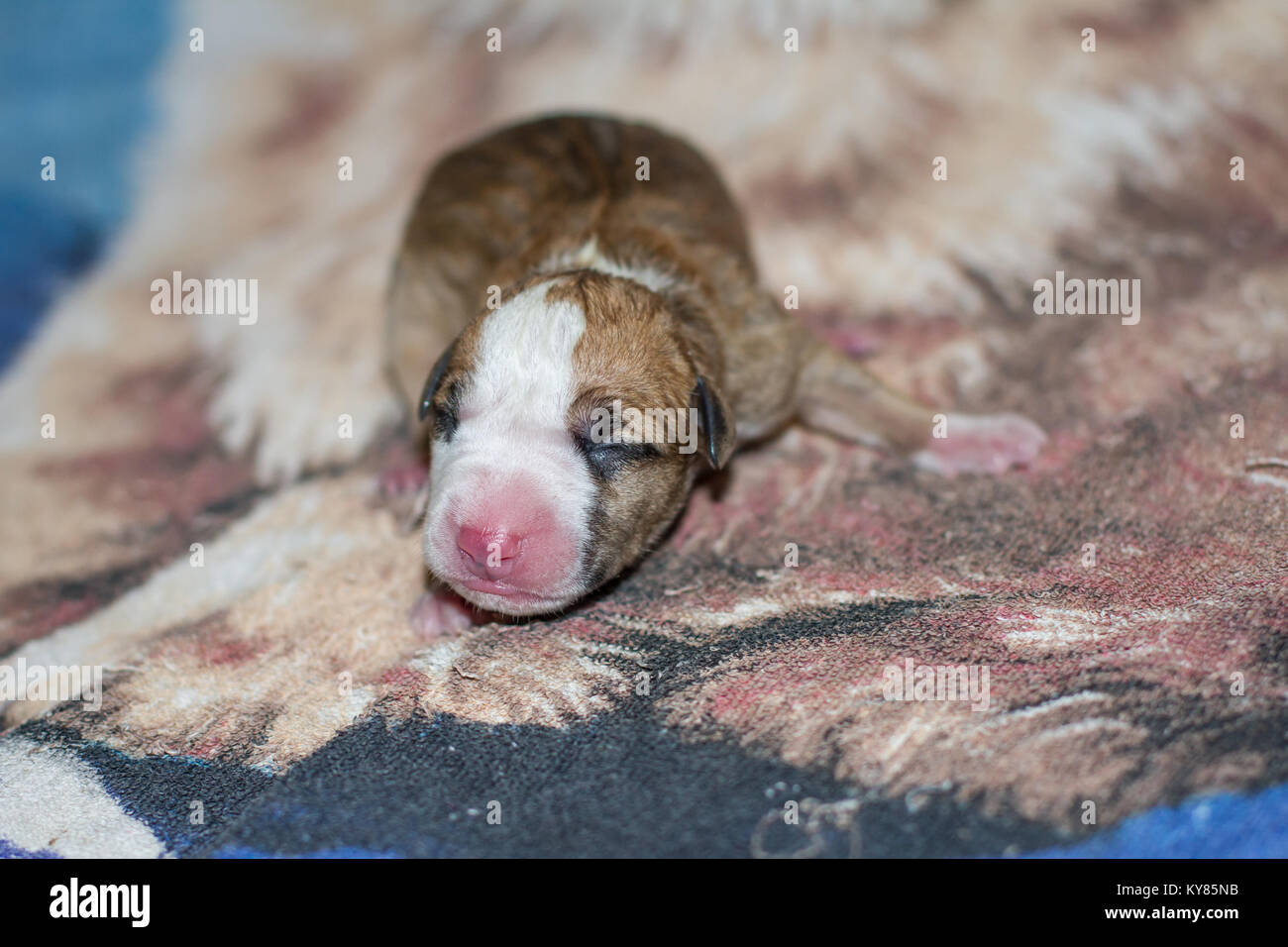Welpe Dog High Resolution Stock Photography And Images Alamy