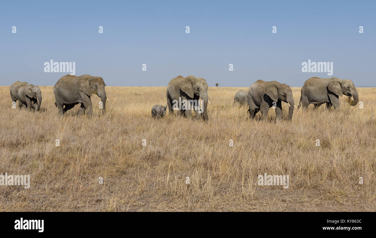 Big herd of elephants with youngsters and babies marching trough savanna, October 2017, Serengeti National Park, Tanzania, Africa Stock Photo