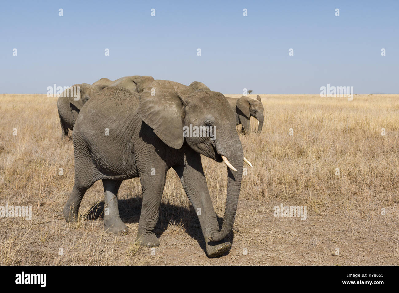 Big herd of elephants with youngsters and babies marching trough savanna, October 2017, Serengeti National Park, Tanzania, Africa Stock Photo
