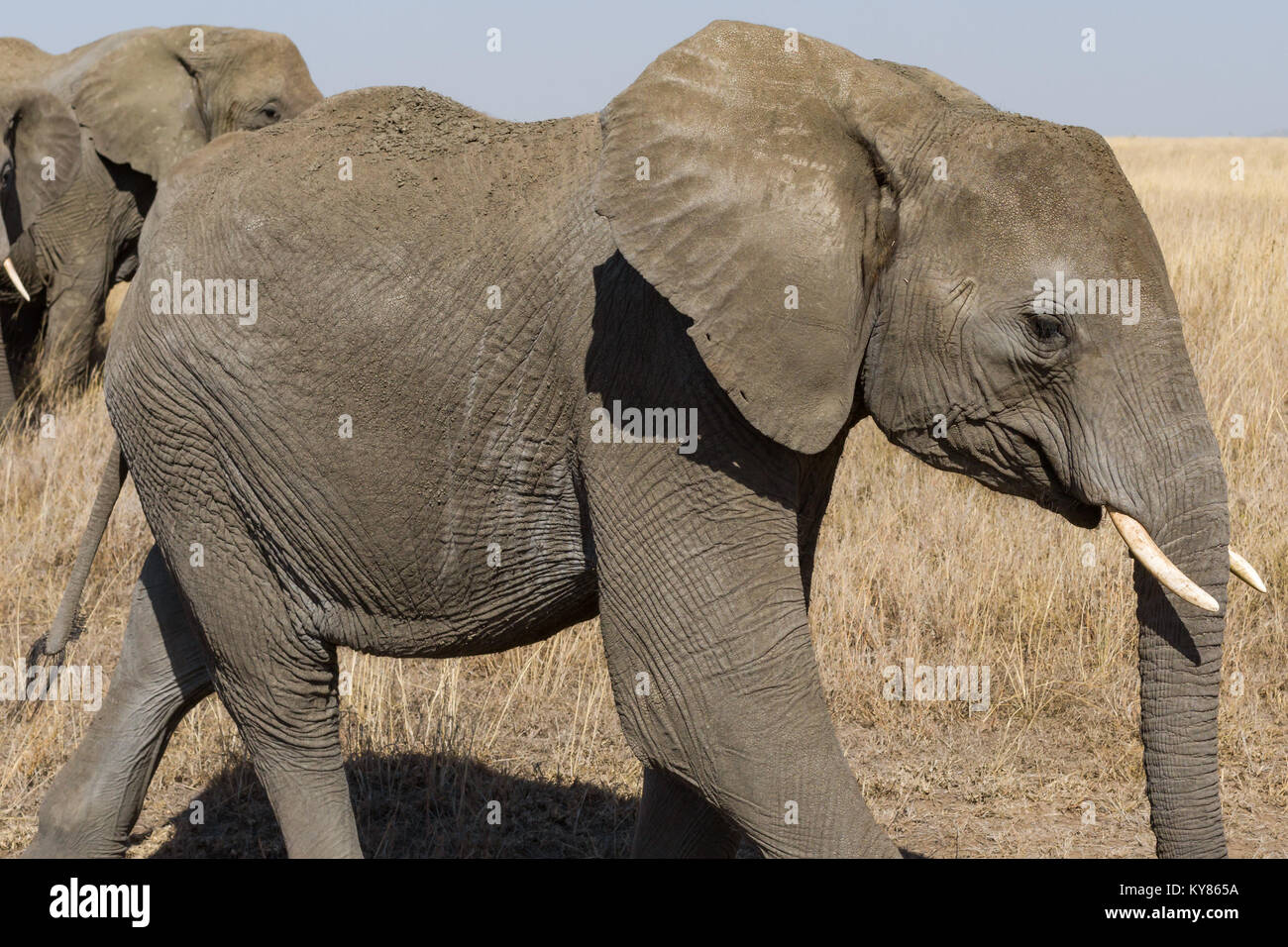 Marching elephant profile portrait, savanna grass, October 2017, Serengeti National Park, Tanzania, Africa Stock Photo