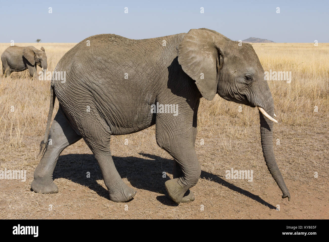 Marching elephant profile portrait, savanna grass, October 2017, Serengeti National Park, Tanzania, Africa Stock Photo