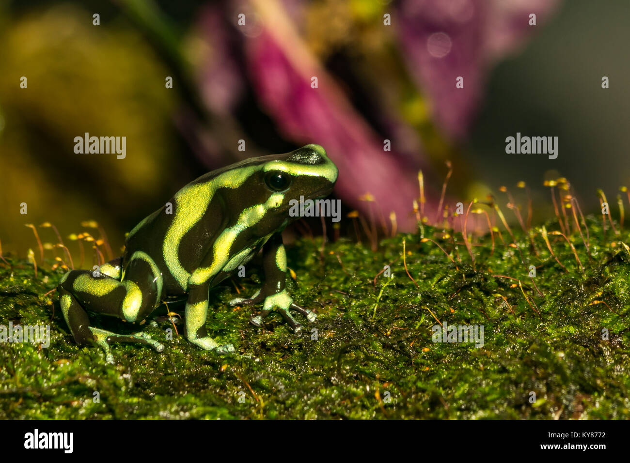 Green and Black Poison Dart Frog Stock Photo