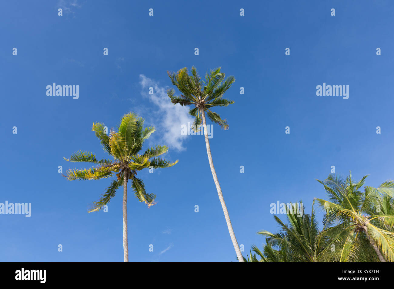 Upwards view of the tops of tall palm trees against a clear blue sky. Stock Photo