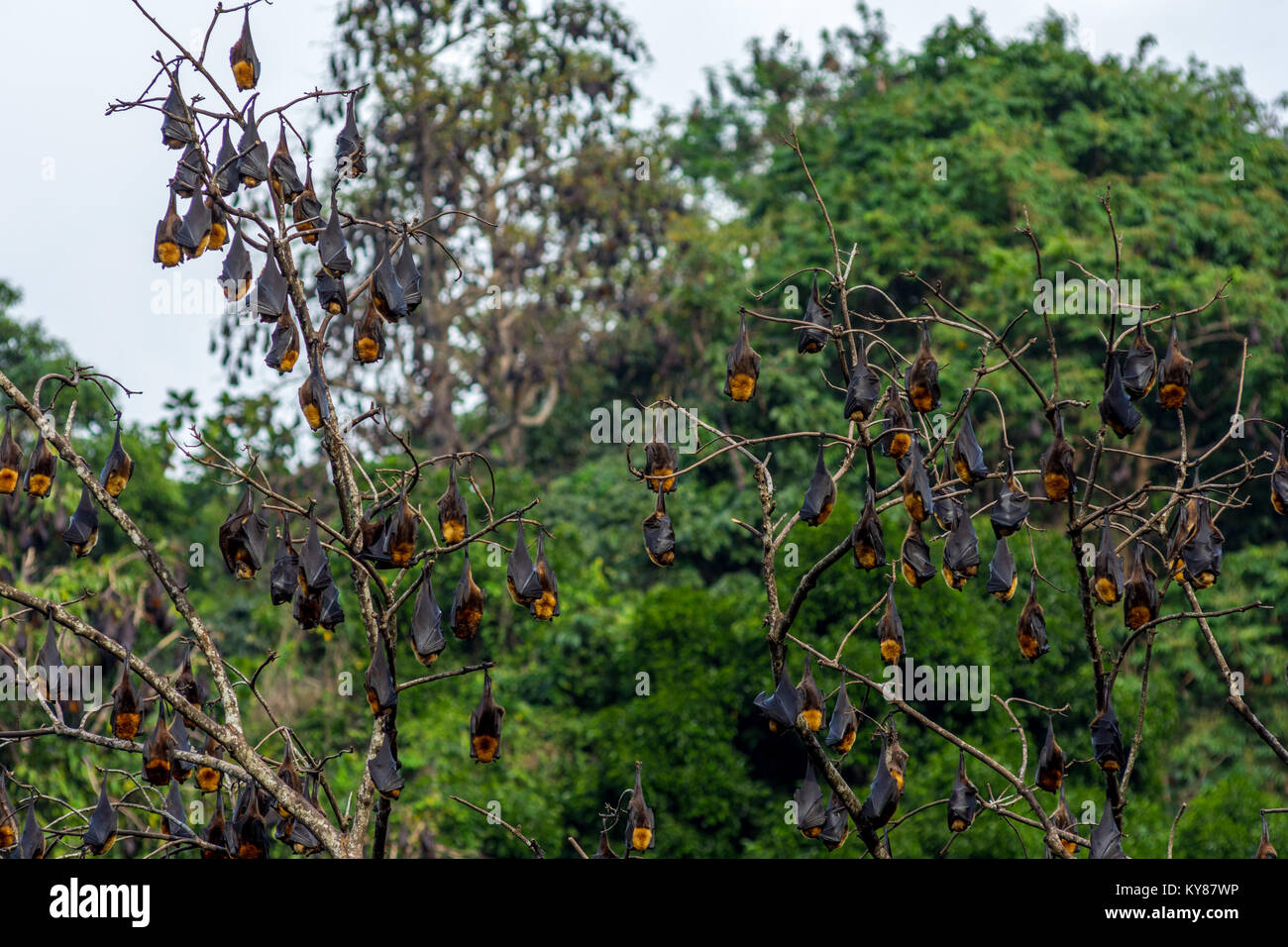 A tree full of roosting flying foxes aka fruit bats during the day time