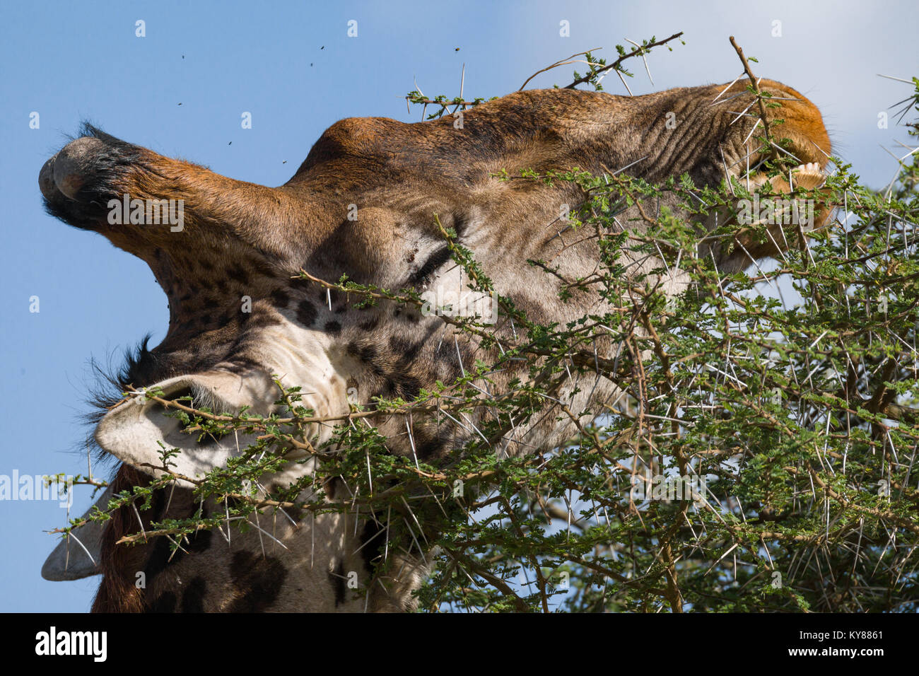 Giraffe feeding on leafs  in acacia tree crown, in the middle of thorns, close up profile portrait,  October 2017, Serengeti National Park, Tanzania,  Stock Photo