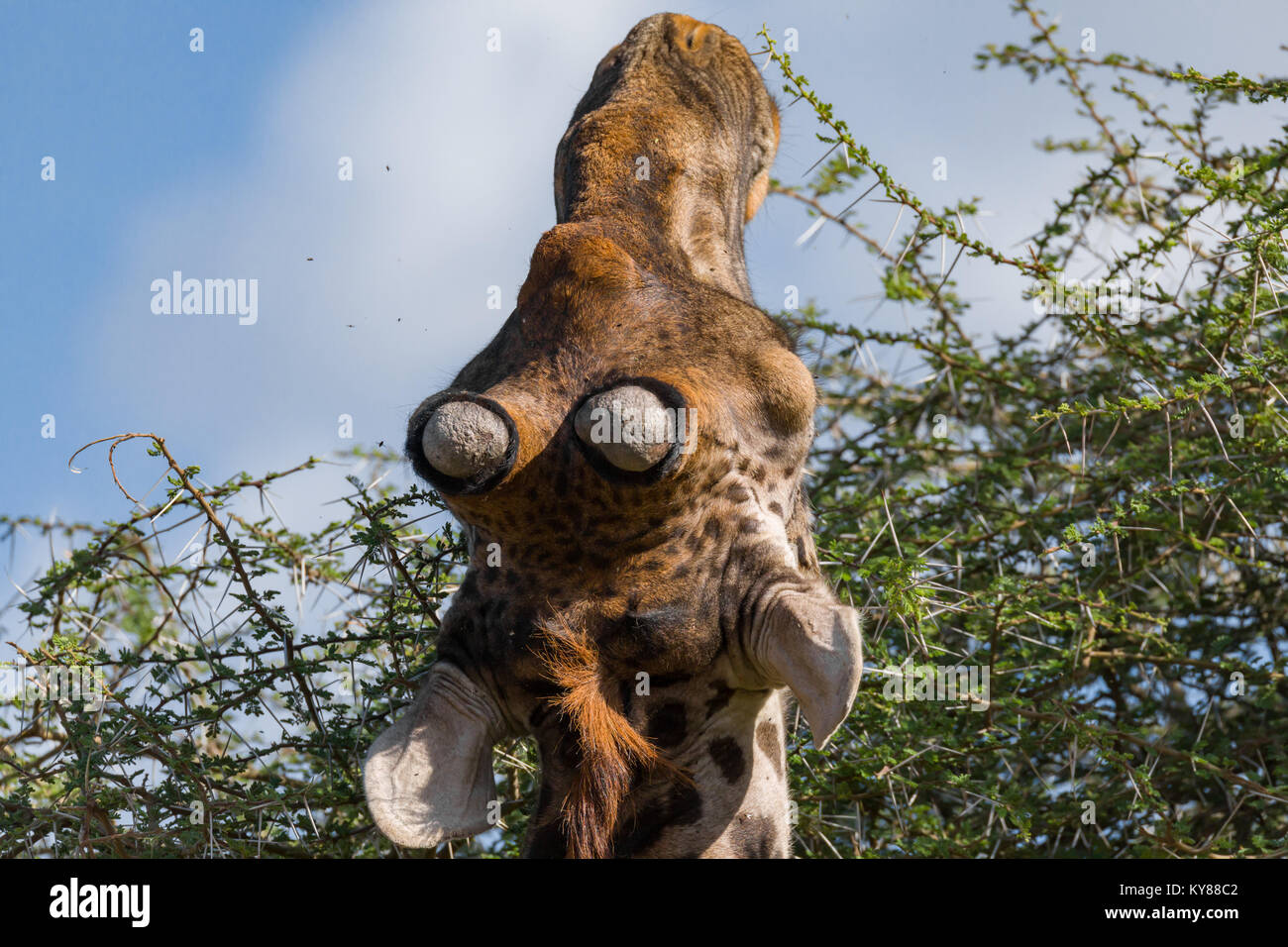 Giraffe feeding on leafs  in acacia tree crown, in the middle of thorns, close up portrait, form back,  October 2017, Serengeti National Park, Tanzani Stock Photo