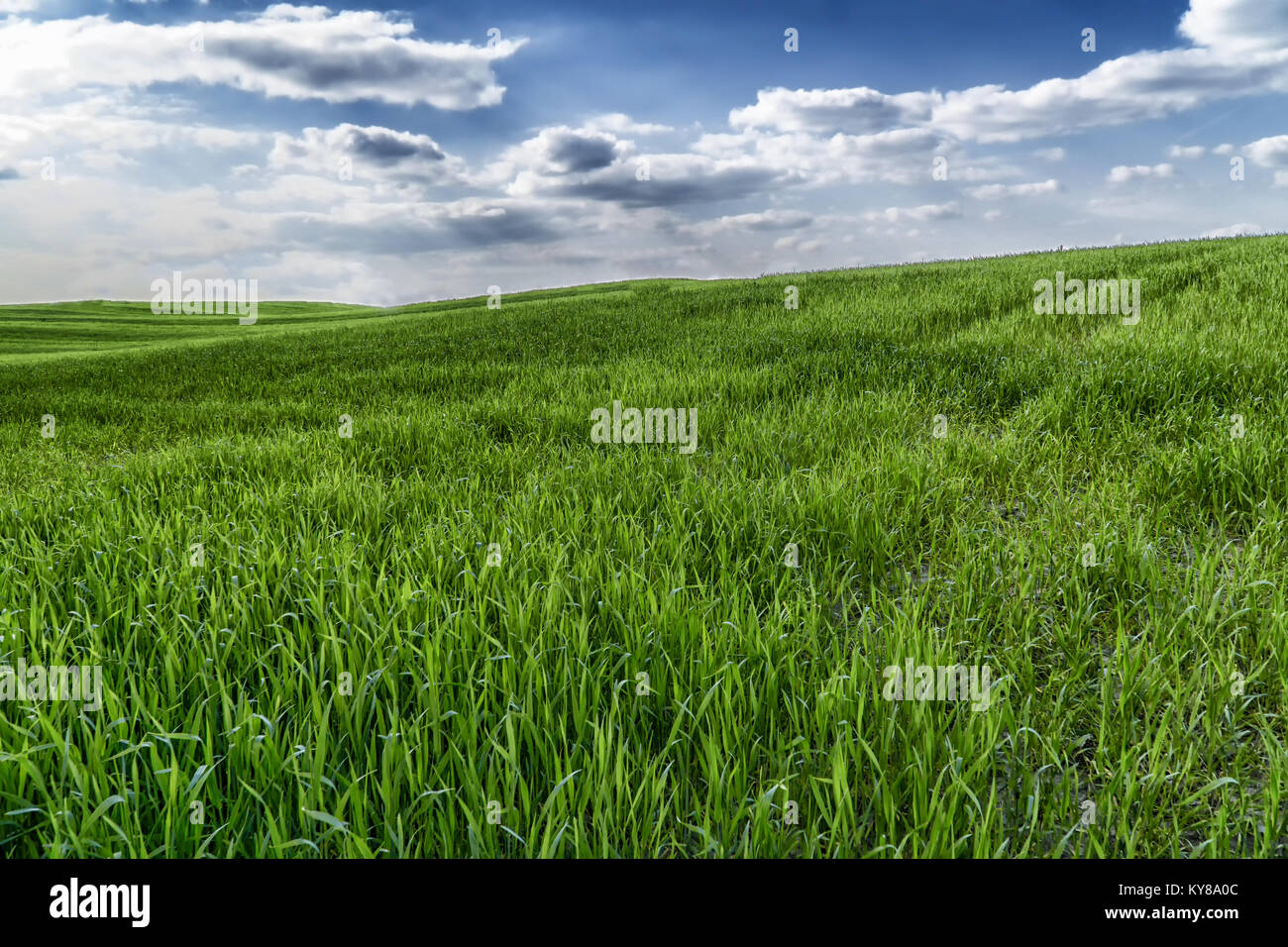 Green grass field in hilly terrain and bright blue sky with clouds.  Spring natural background. Stock Photo