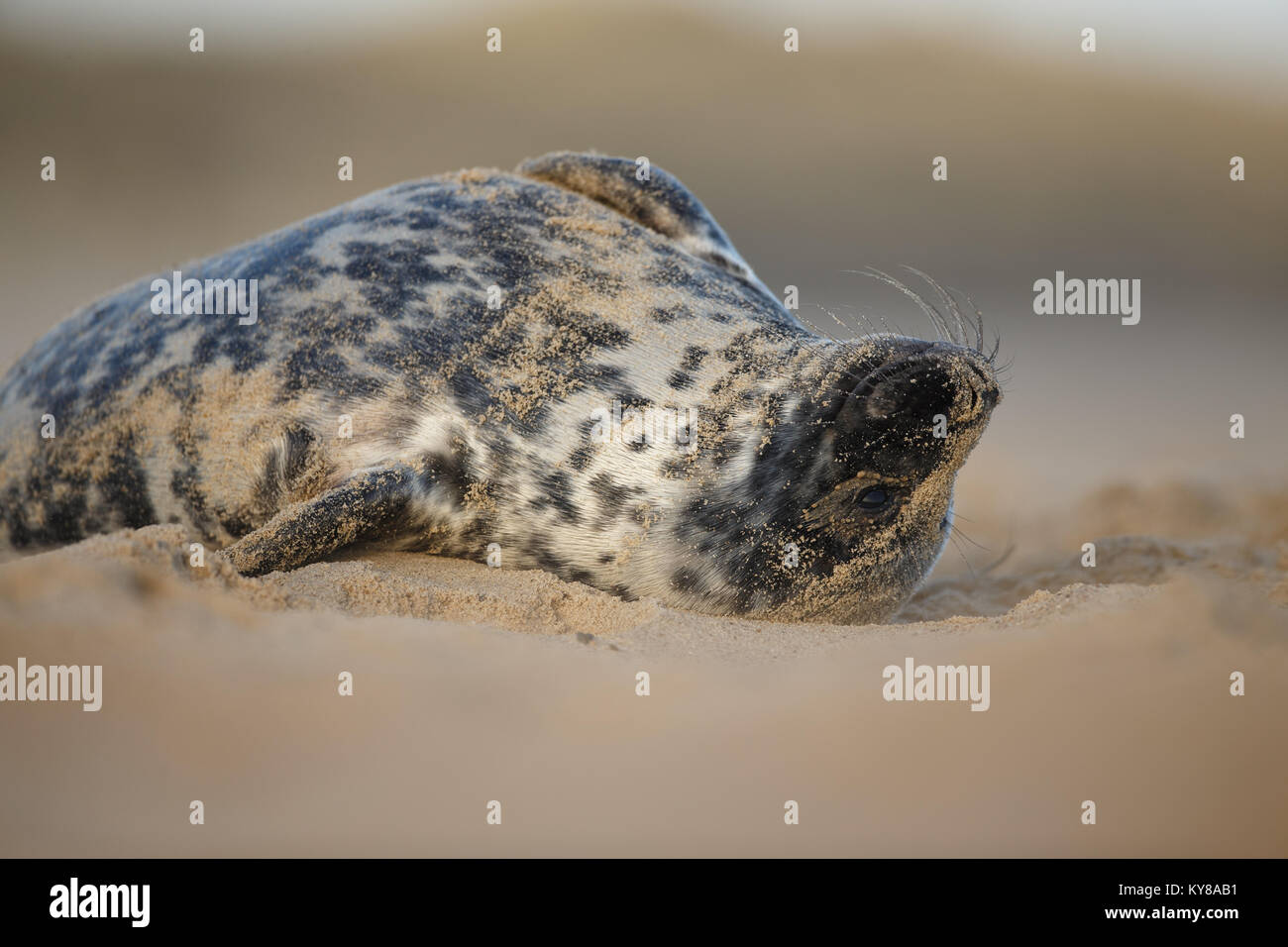 Grey seal pup lay on a sandy beach Stock Photo