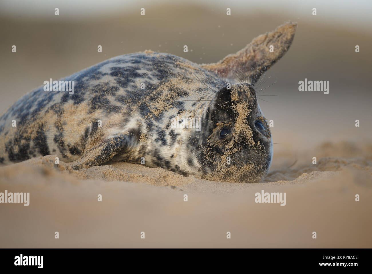 Grey seal pup lay on a sandy beach Stock Photo