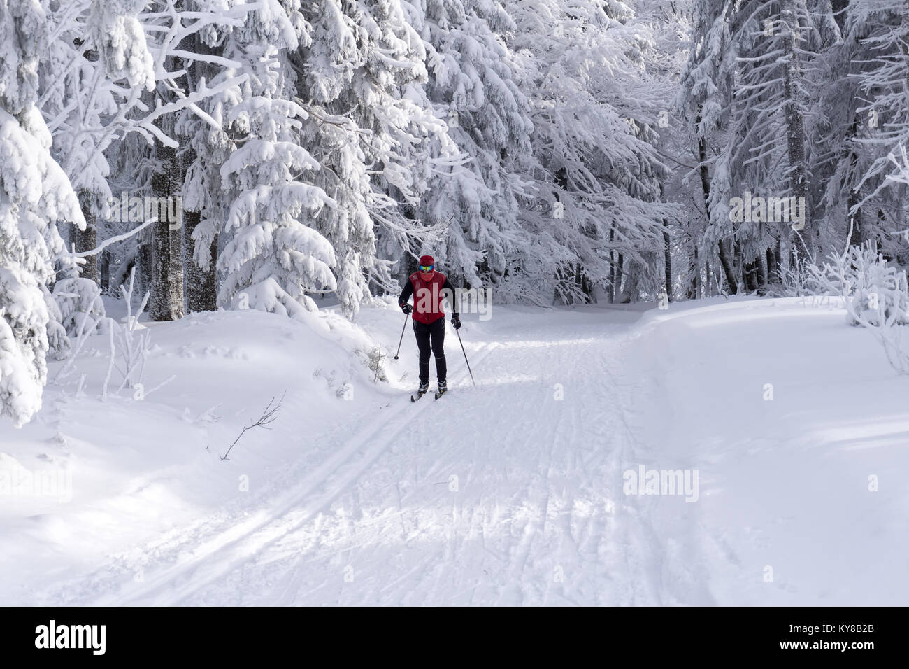 Groomed ski trails for cross country skiing with single cross-country skier in winter sunny day, trees covered with hoarfrost illuminated by the sun. Stock Photo
