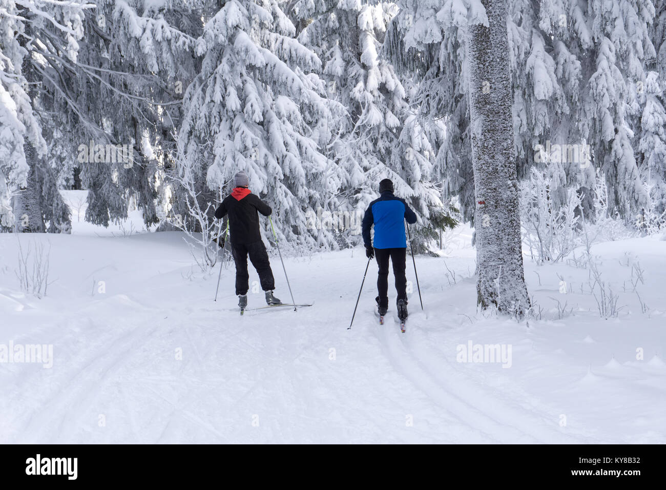 Groomed ski trails for cross country skiing with two cross-country skiers in winter sunny day, trees covered with hoarfrost illuminated by the sun. Stock Photo