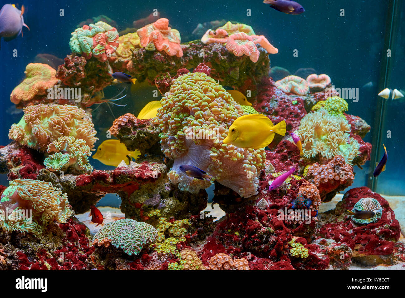 fishes and other fauna of coral reef in aquarium Stock Photo