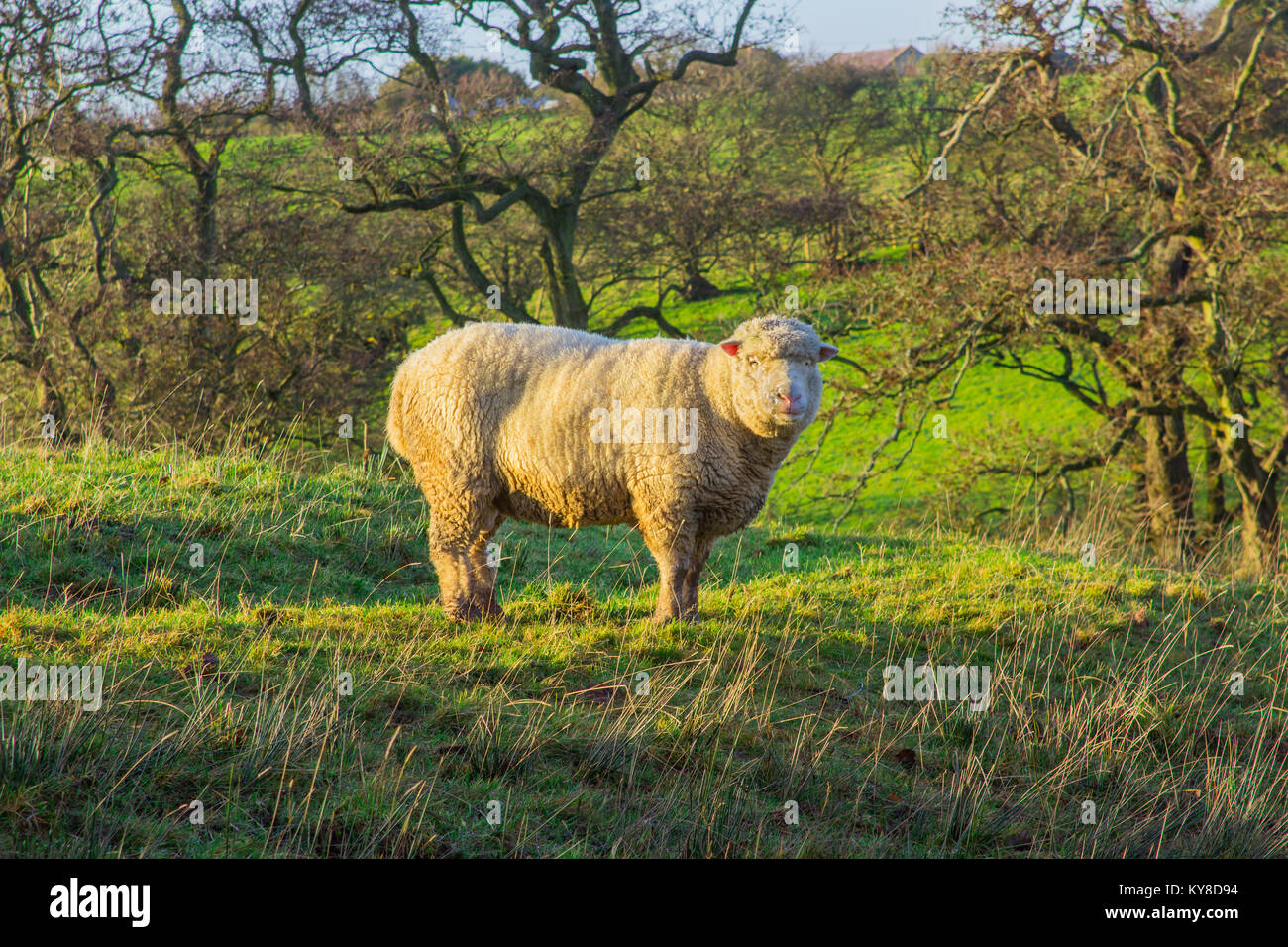 A large hornless ram used as breeding stock standing proudly in a field in County Down in Northern Ireland Stock Photo