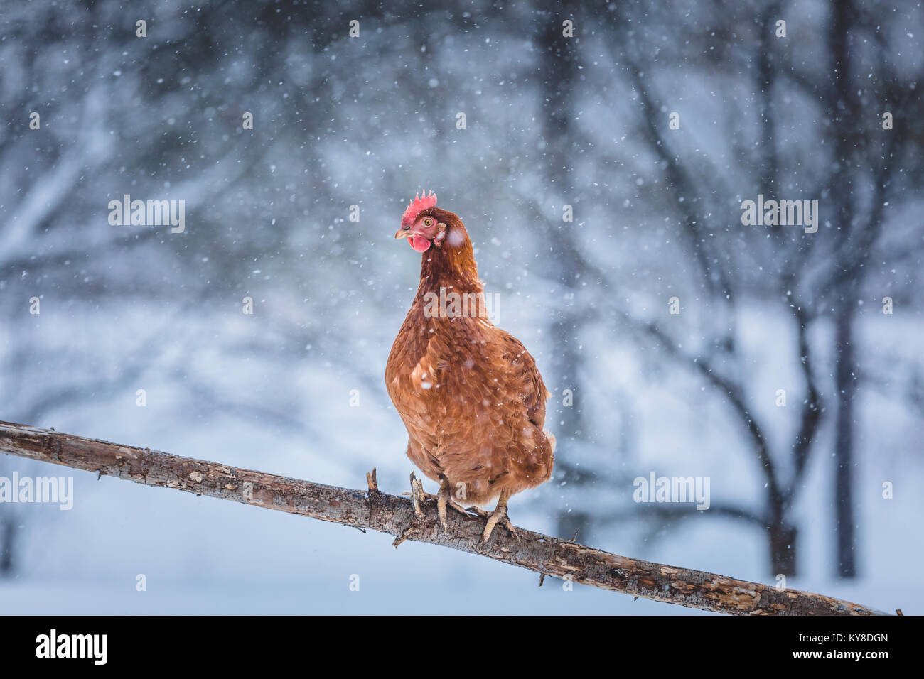 Free Range Domestic Rustic Eggs Chicken on a Wood Branch Outside during Winter Storm. Stock Photo