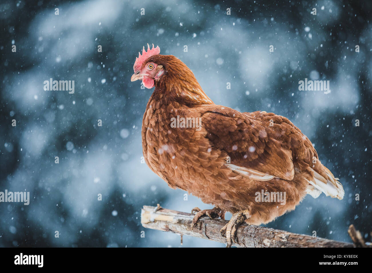 Free Range Domestic Rustic Eggs Chicken on a Wood Branch Outside during Winter Storm. Stock Photo