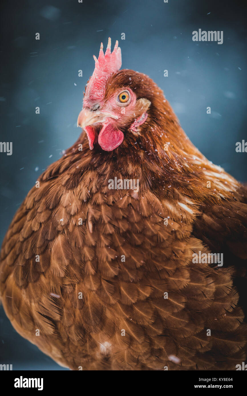 Free Range Domestic Rustic Eggs Chicken Portrait, Hen Outside during Winter Storm. Stock Photo