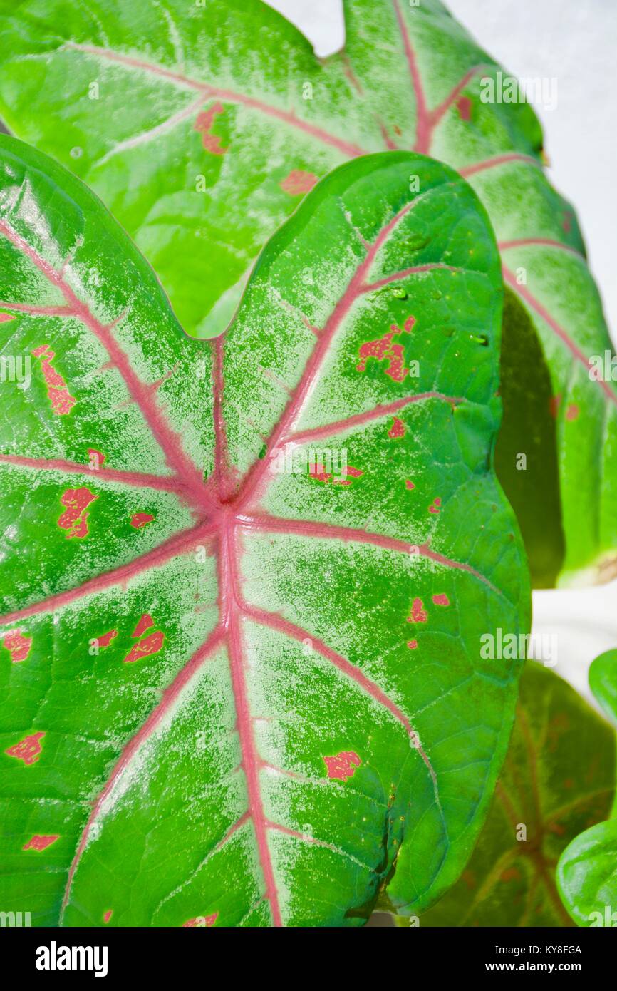 Red veined lead of a Caladium, a genus of flowering plants in the family Araceae. They are often known by the common name Heart of Jesus Stock Photo