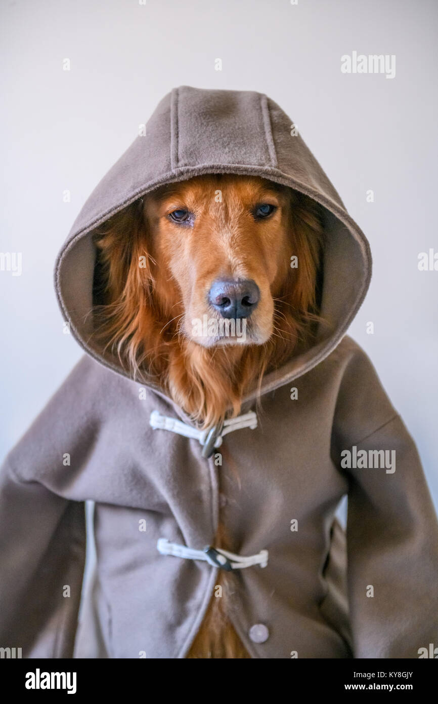 Golden retriever in Clothes Stock Photo Alamy
