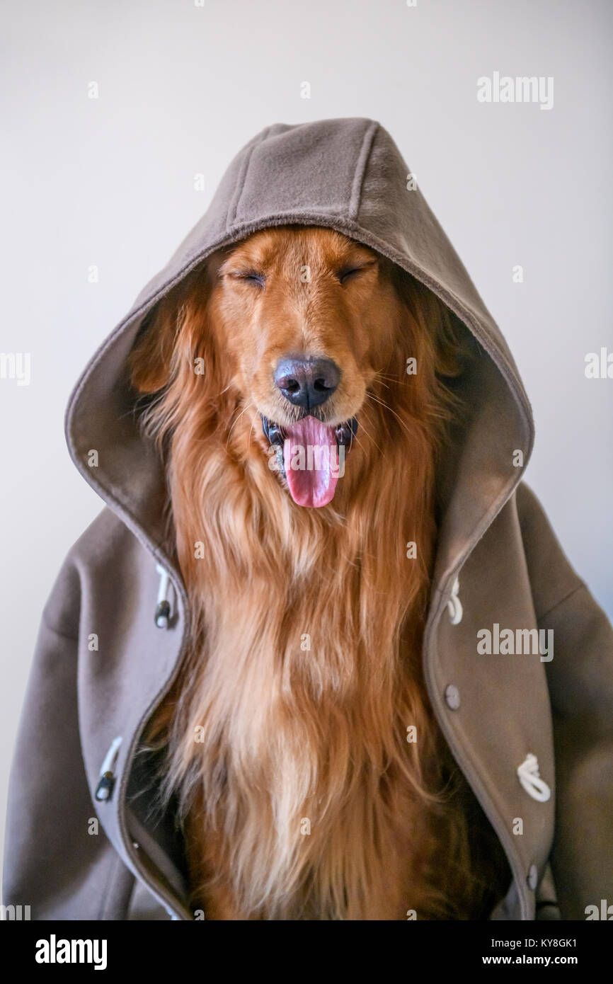 Golden retriever in Clothes Stock Photo Alamy