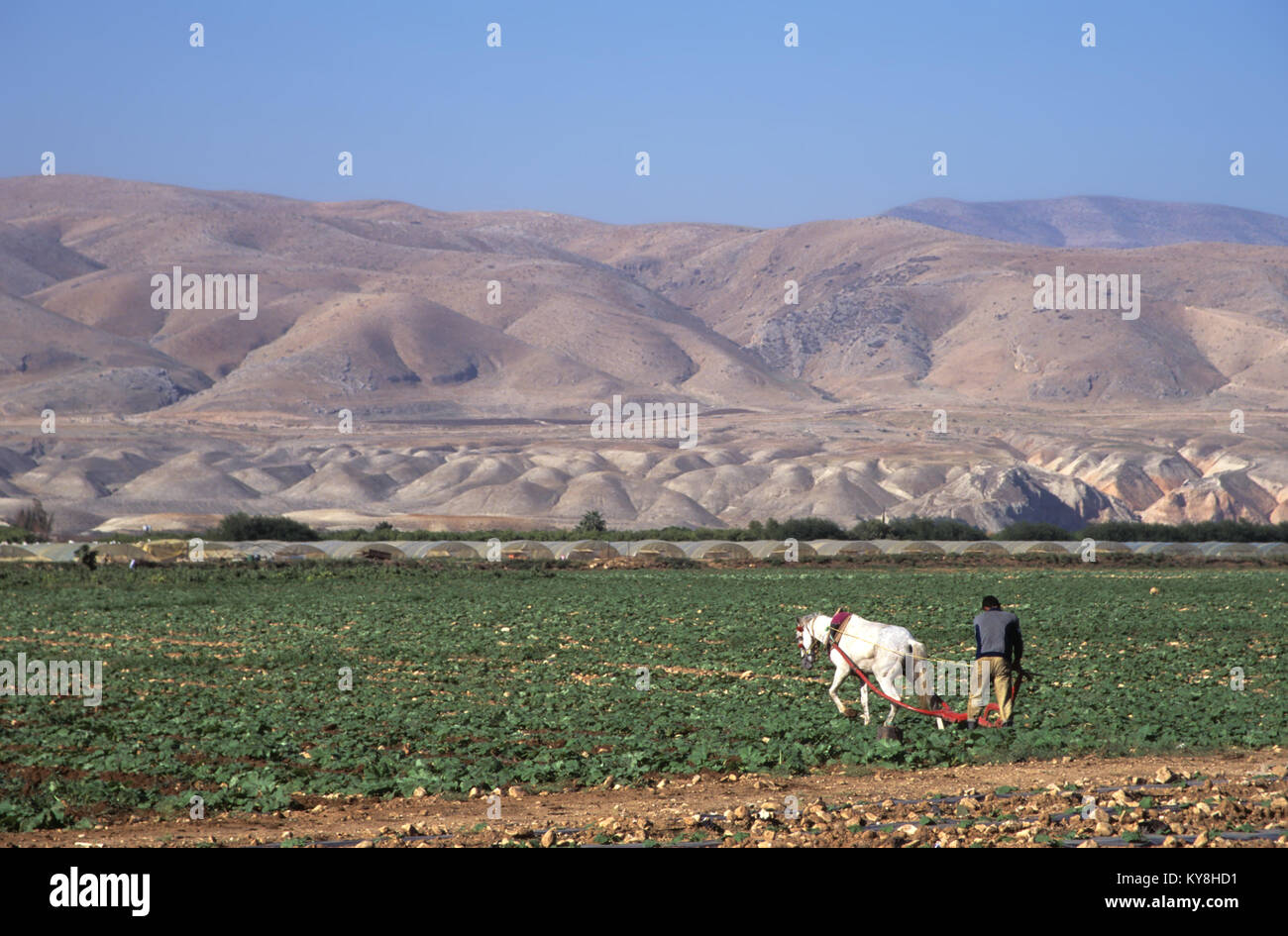 2182. Agriculture in Jordan Valley, Deir Alla, Irbid Gov, Jordan Stock  Photo - Alamy