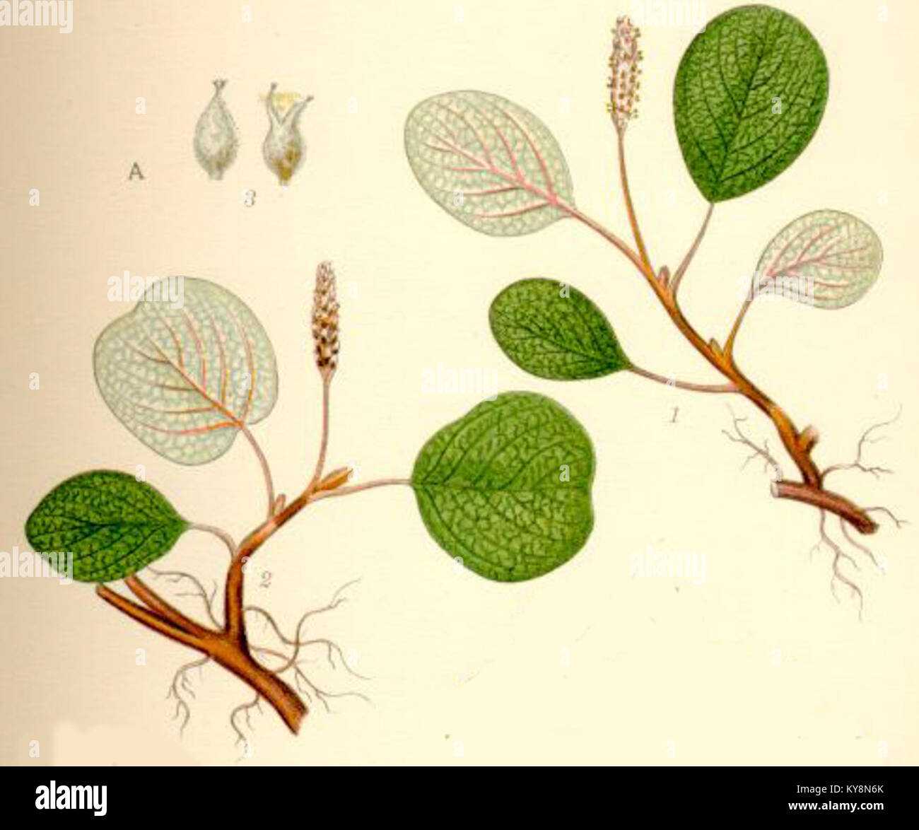 Salix reticulata nätvide Stock Photo