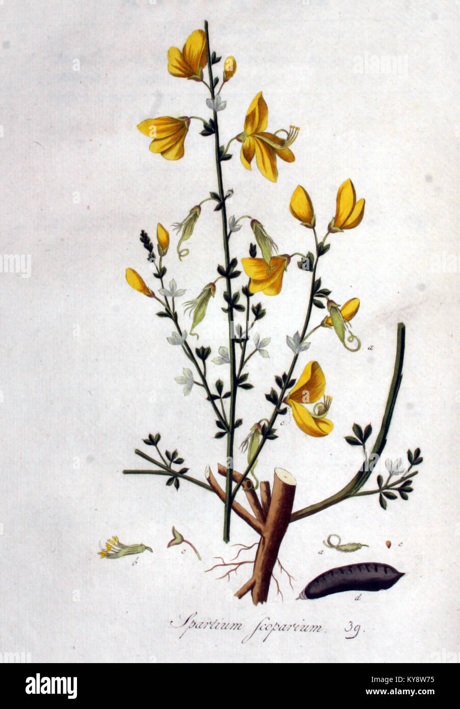 Spartium scoparium — Flora Batava — Volume v1 Stock Photo