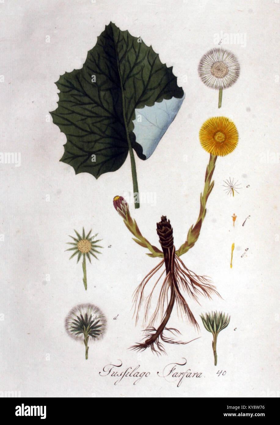 Tussilago farfara — Flora Batava — Volume v1 Stock Photo