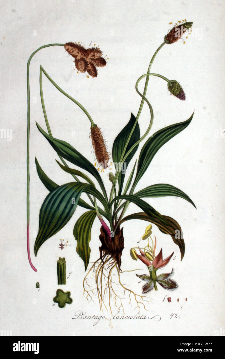 Plantago lanceolata — Flora Batava — Volume v1 Stock Photo