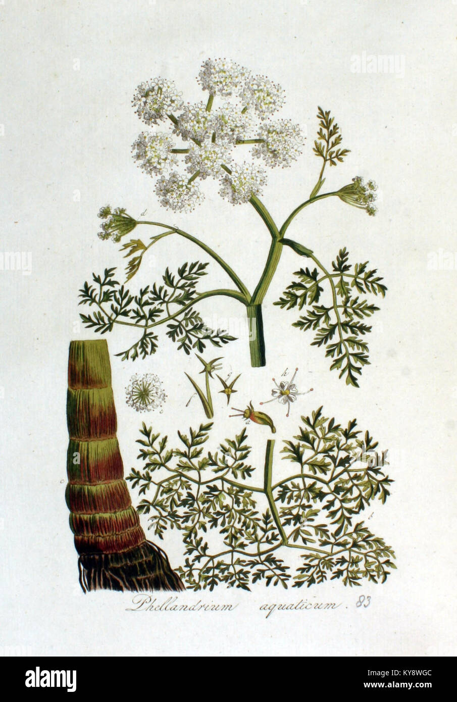 Phellandrium aquaticum — Flora Batava — Volume v2 Stock Photo