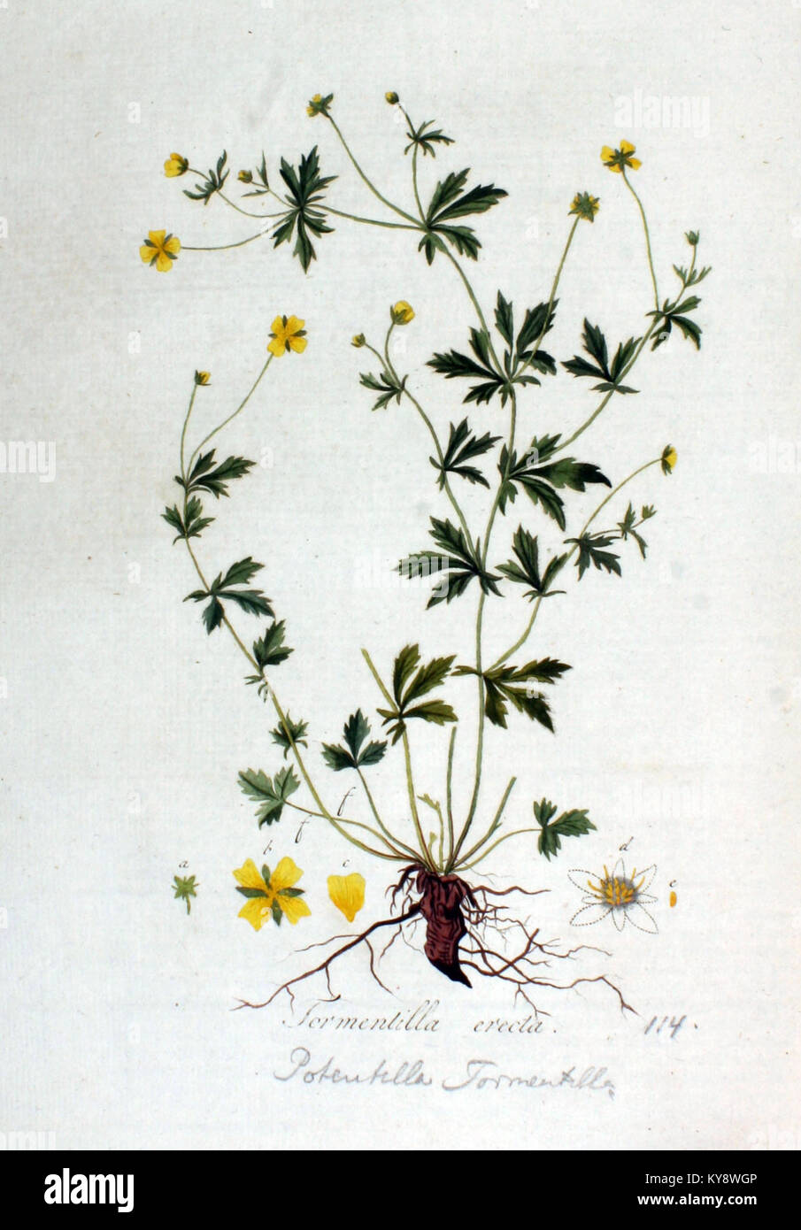 Potentilla tormentilla — Flora Batava — Volume v2 Stock Photo