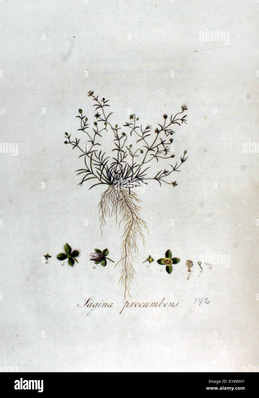 Sagina procumbens — Flora Batava — Volume v2 Stock Photo
